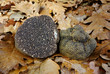 black truffle (tuber melanosporum)