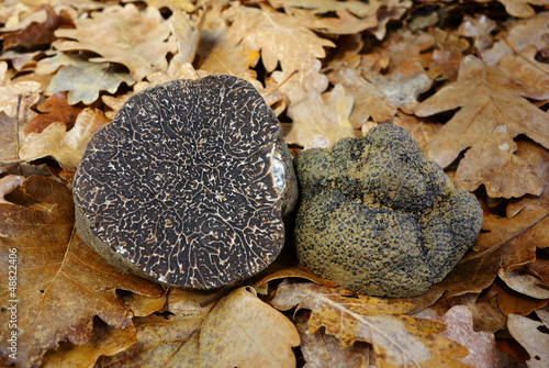 Photo: black truffle (tuber melanosporum) black truffle (tuber melanosporum)