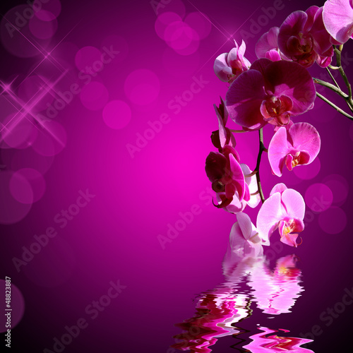 Illustration: Orchidée rose, fond carré bokeh Orchidée rose, fond carré bokeh