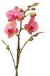 red orchid flowers
