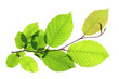 Hainbuche  (Carpinus betulus)