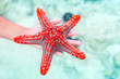 starfish