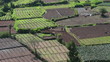 peasants working in vegetable gardens in India