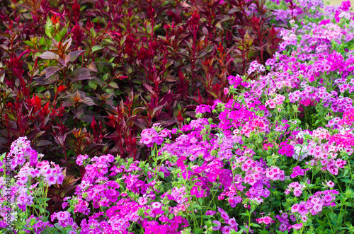 Photo: garden garden