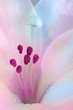 Photo: Flowers art design. Wedding holiday card Flowers art design. Wedding holiday card