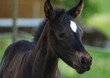 Quarterhorsefohlen