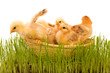Photo: Spring chickens in a basket Spring chickens in a basket