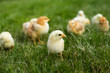 Photo: Young chickens in the grass Young chickens in the grass