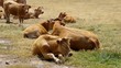 Rind vid 05