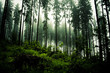 dark forrest