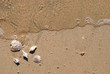 different seashells on a beach sand, marine landscape