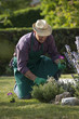 Gardener working in garden
