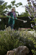 Gardener working in garden