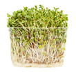 clover and radish sprouts