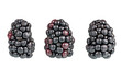 Blackberries over a white background