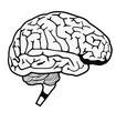 human brain