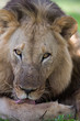 Lion grooming and licking himself clean