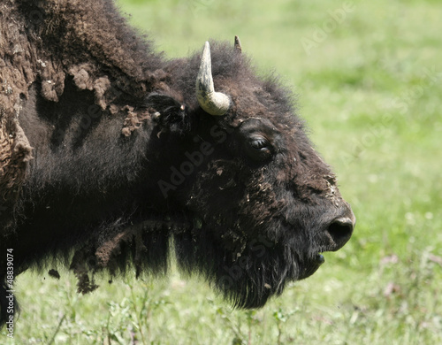 Photo: American Bison Head Shot American Bison Head Shot