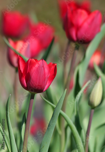 Photo: Red Tulips Red Tulips