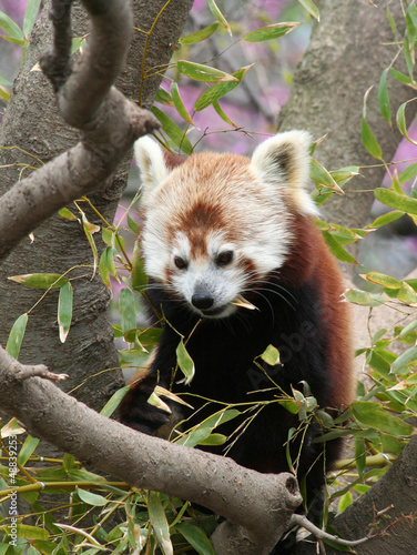 Photo: Red Panda eating Bamboo Leaf Red Panda eating Bamboo Leaf