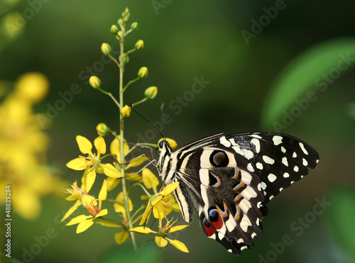 Photo: Swallowtail Butterfly on Yellow Flower Swallowtail Butterfly on Yellow Flower
