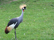 Grey Crowned Crane