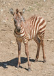 Portrait of a Young Zebra