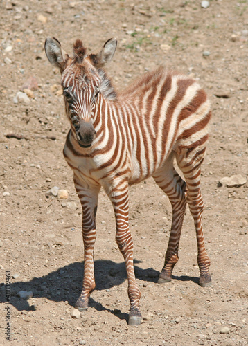 Photo: Portrait of a Young Zebra Portrait of a Young Zebra