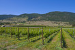 Vineyards and orchards. Osoyoos, B.C.