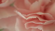 Stock video of pink roses