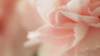 Pink Rose Macro