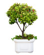 Bonsai tree
