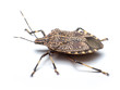 Stinkbug
