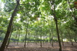 Rubber Plantation