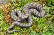 Photo: Alpine viper (Vipera aspis atra) Alpine viper (Vipera aspis atra)