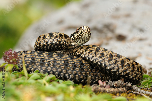 Photo: european adder (Vipera berus berus) european adder (Vipera berus berus)