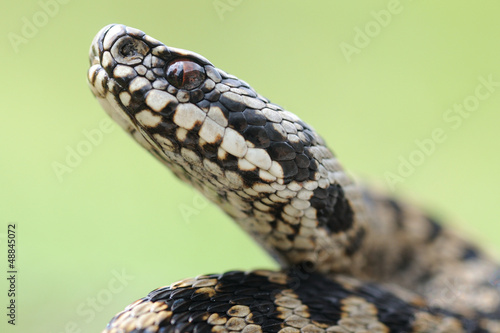 Photo: Adder portrait (Vipera berus) Adder portrait (Vipera berus)