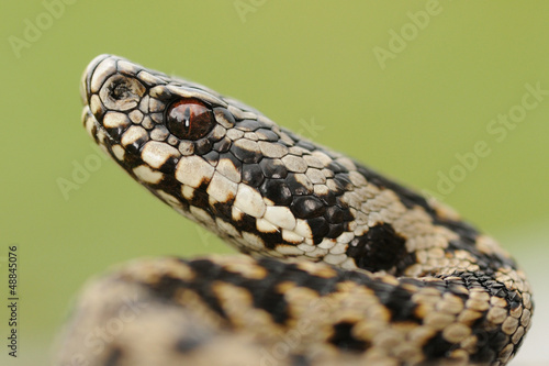 Photo: male european adder (Vipera berus berus) male european adder (Vipera berus berus)