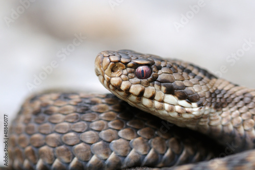 Photo: Female European adder portrait (Vipera berus berus) Female European adder portrait (Vipera berus berus)