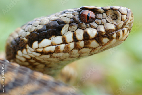 Photo: Adder portrait (Vipera berus berus) Adder portrait (Vipera berus berus)