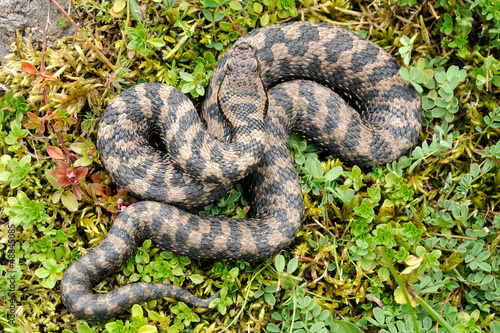 Photo: Alpine viper (Vipera aspis atra) Alpine viper (Vipera aspis atra)