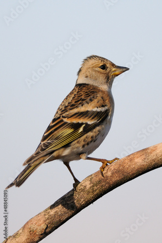 Photo: female Brambling (Fringilla montifringilla) female Brambling (Fringilla montifringilla)