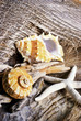 Muscheln und Seestern