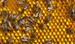 Pollen in combs
