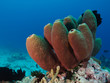 Tubenschwamm (Aplysina fustularis)