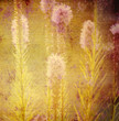 old background, flowers of the meadow