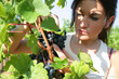woman working in a vineyard