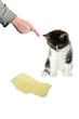 hand scold peeing cat