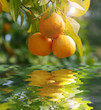 CAMPO DE NARANJAS SOLEADO, LIUZ NATURAL