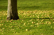 Apples on the ground